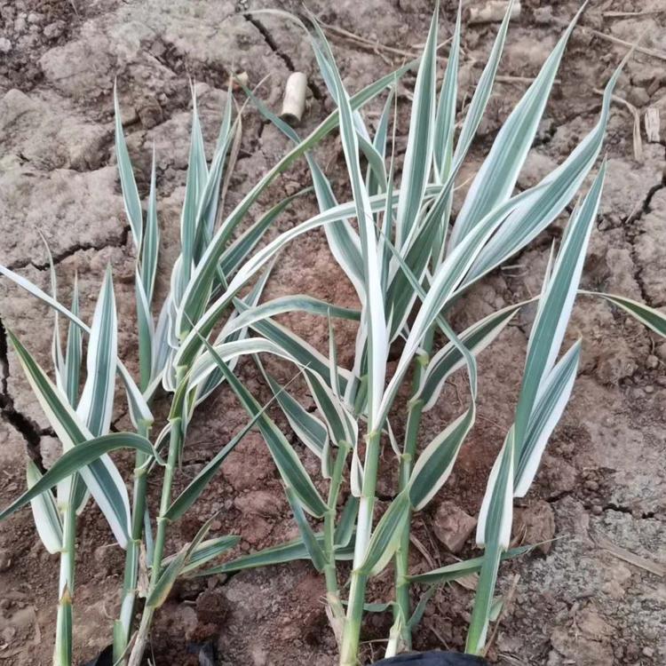花叶芦竹基地 花叶芦竹价格 杯苗花叶芦竹价格 水生植物花叶芦竹