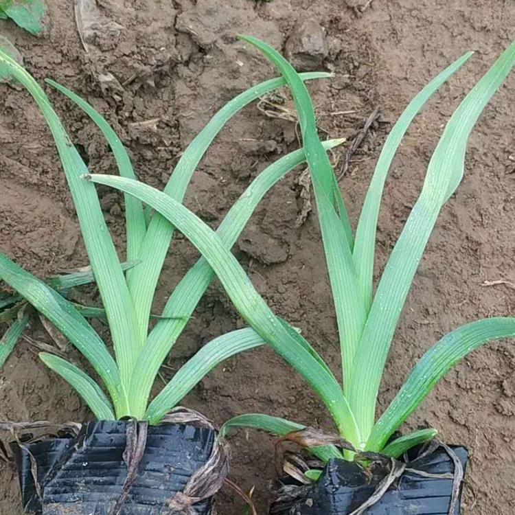 大花萱草基地 大花萱草价格 杯苗大花萱草价格