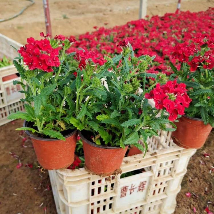 美女樱种植基地 美女樱价格 杯苗美女樱价格 美女樱小苗