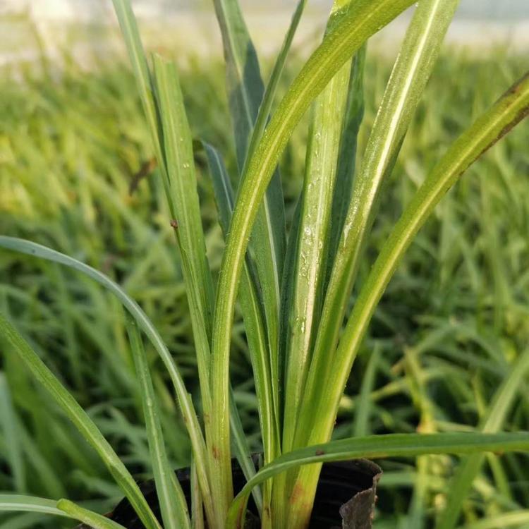 蛇鞭菊种植基地 蛇鞭菊价格 营养钵蛇鞭菊价格 蛇鞭菊小苗