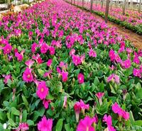 广西花卉市场批发矮牵牛种苗