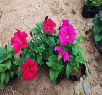 厂家直销四季开花草花垂吊矮牵牛