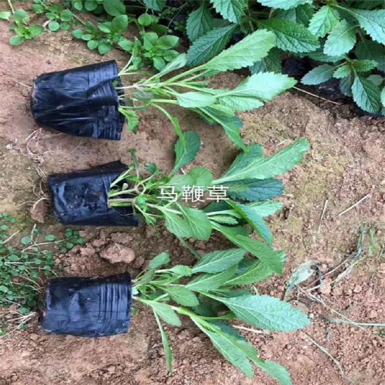 四季观赏花卉马鞭草幼苗 绿化工程用苗