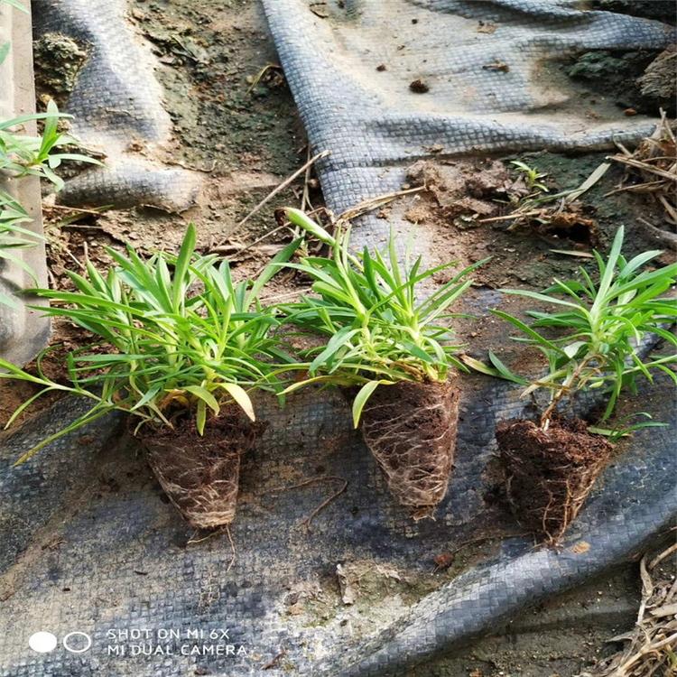 吉林路绿化用苗欧石竹时令草花