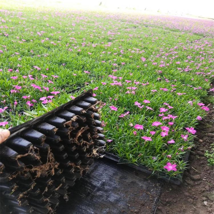 江西苗圃直供多年生花卉穴盘欧石竹