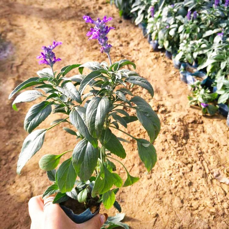 河南批发鼠尾草园林绿化景观工程用苗