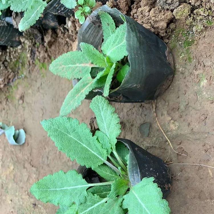 浙江基地直销鼠尾草种苗 -承玉花卉