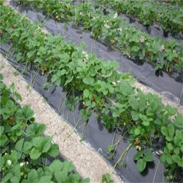 规格齐全PO塑料薄膜供应商 制造商