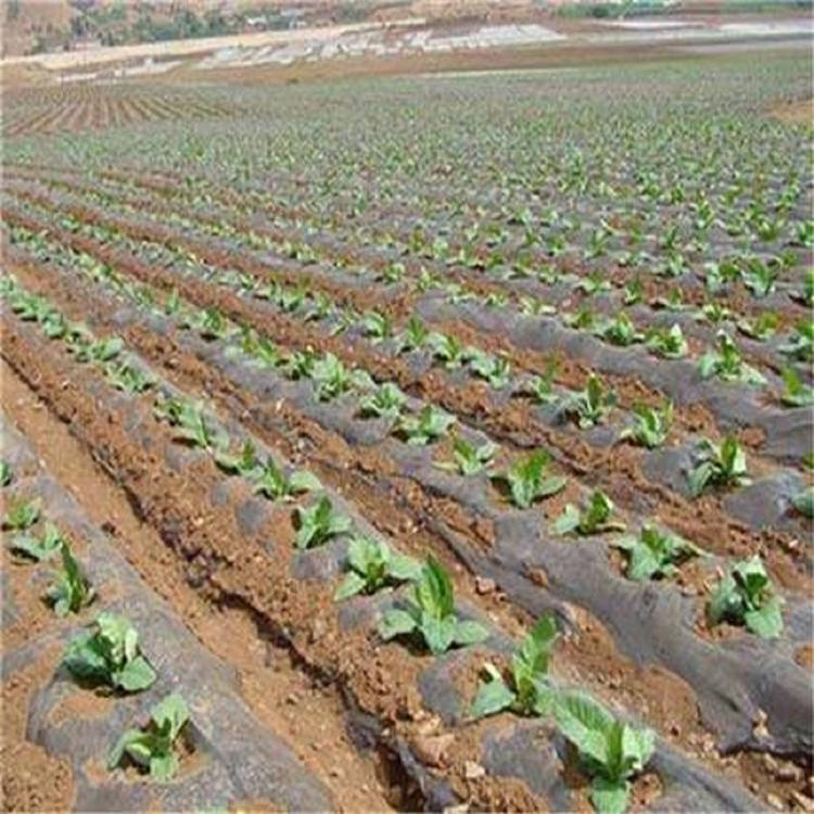 大量批发PO农膜供应商 批发