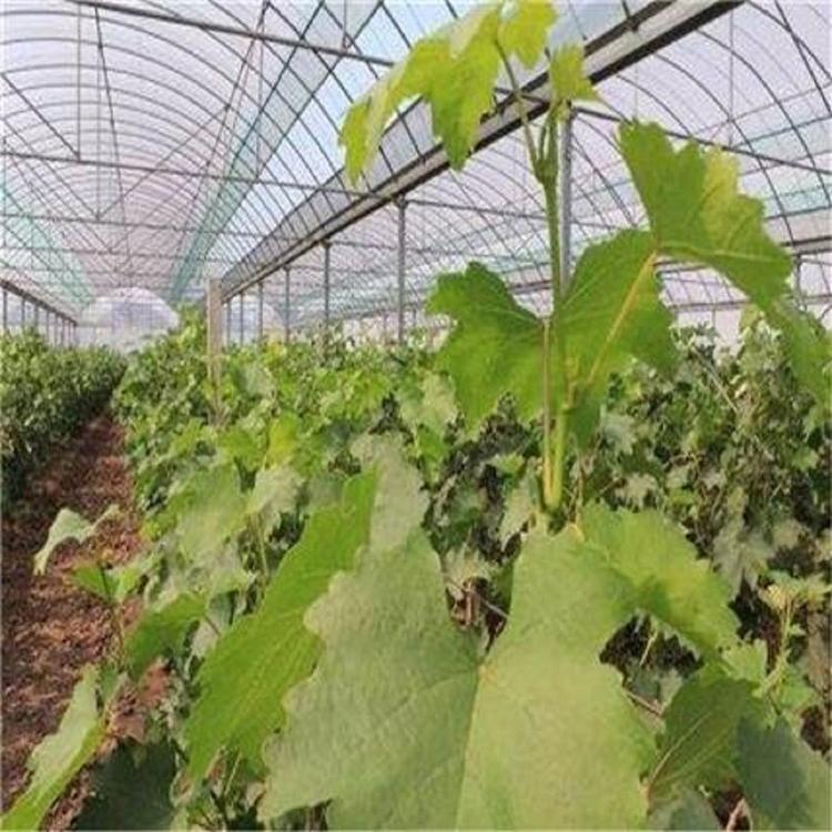 凯利丰PO膜供应商 生产商