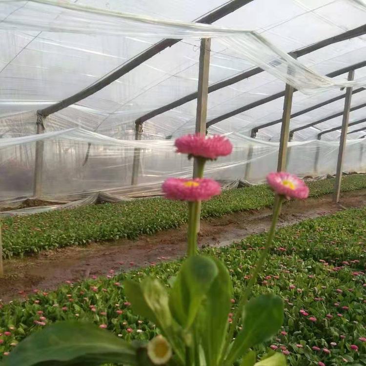 出售雏菊 雏菊价格 欢迎订购