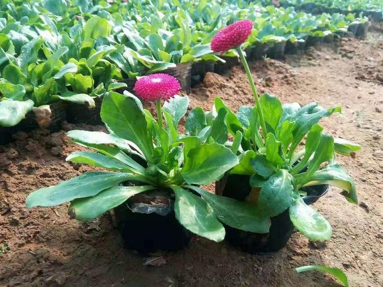 常年供应雏菊 雏菊报价 欢迎订购