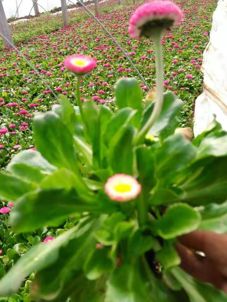 青州雏菊 雏菊批发 量大从优