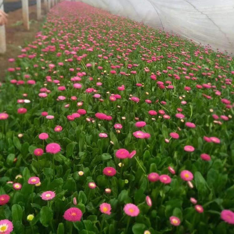 出售雏菊 雏菊小苗 质量优
