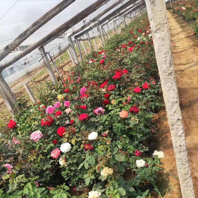 月季苗批发 盆栽大花月季 多色大花月季苗价格 高杆月季