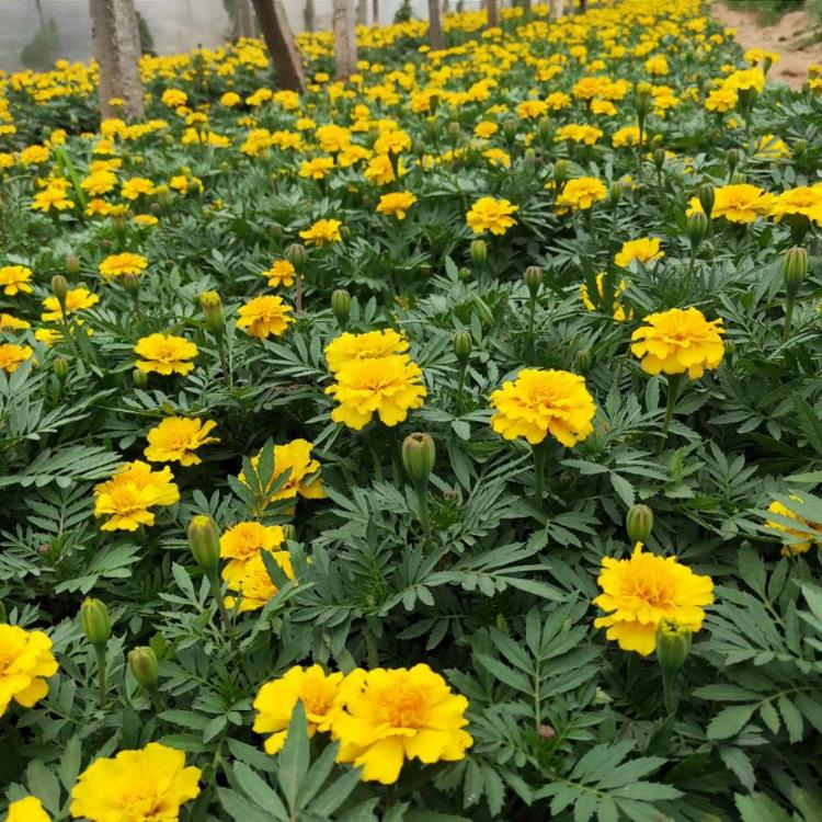 新上市孔雀草 黄色孔雀草盆栽 批发时令花卉孔雀草景观绿化花卉盆栽