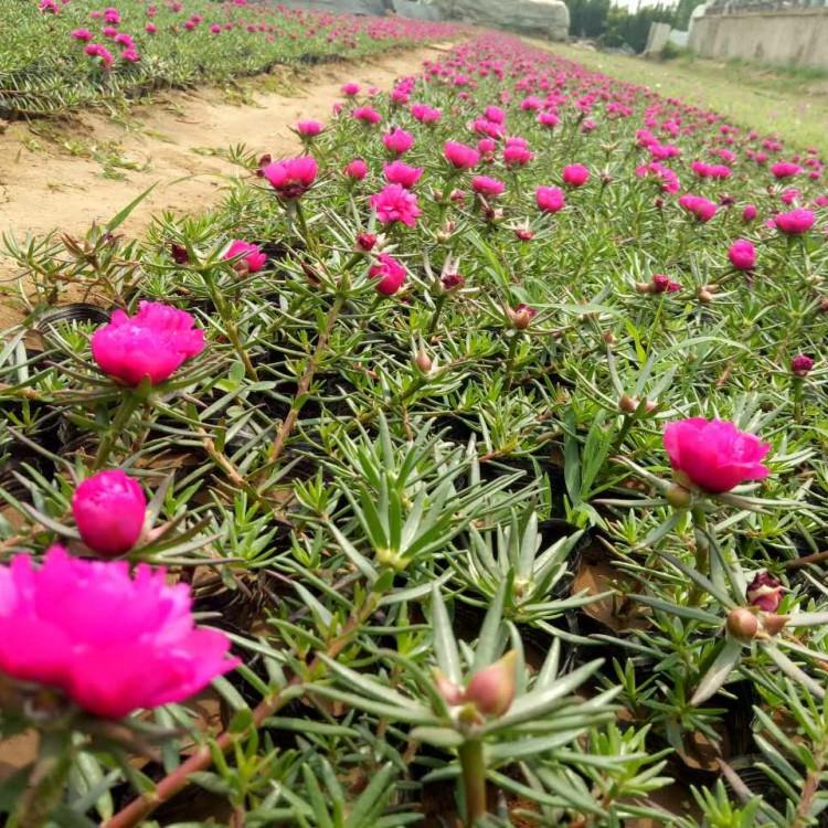 半枝莲 大花马齿苋多色太阳花 大花半枝莲批发