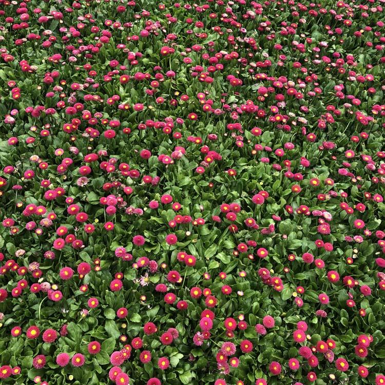 盆栽雏菊价格 出售宿根雏菊小苗 山东盆栽雏菊价格