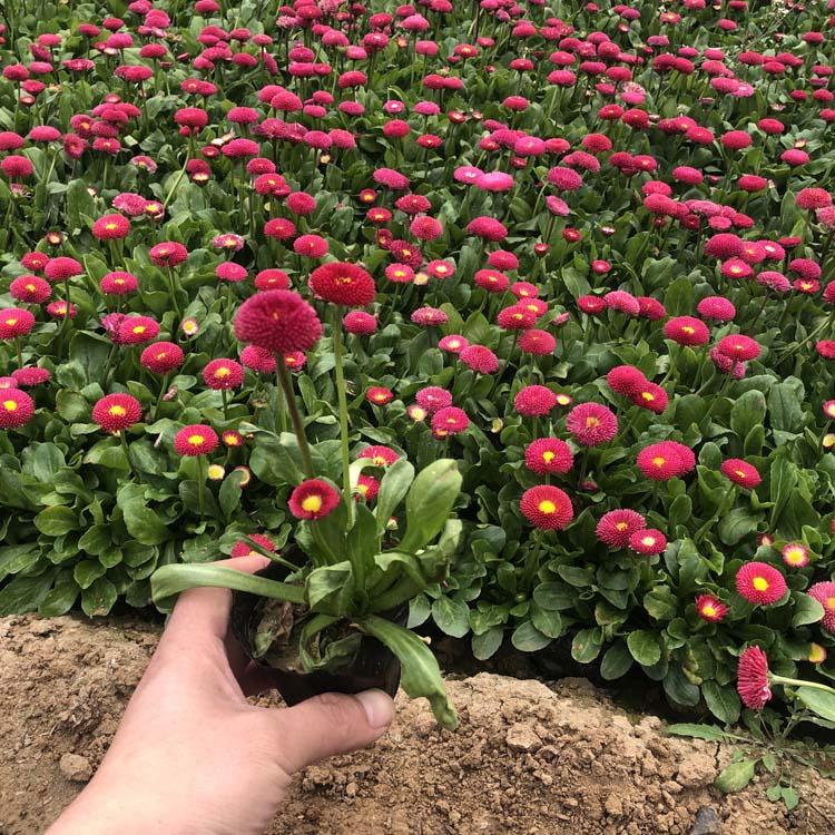 盆栽雏菊价格 开春好苗子雏菊种苗 山东盆栽雏菊价格