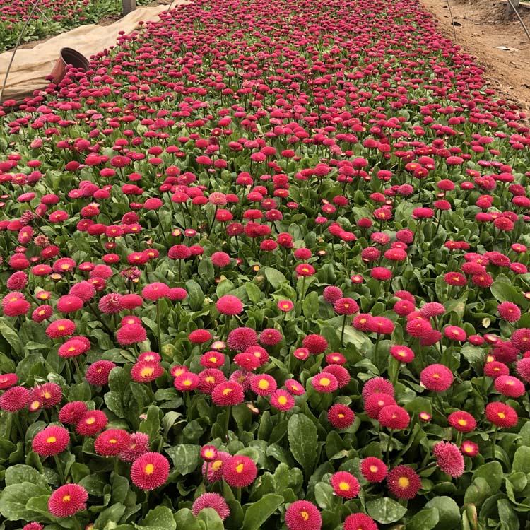 雏菊种苗价格 供应宿根雏菊小苗 青州雏菊种苗价格
