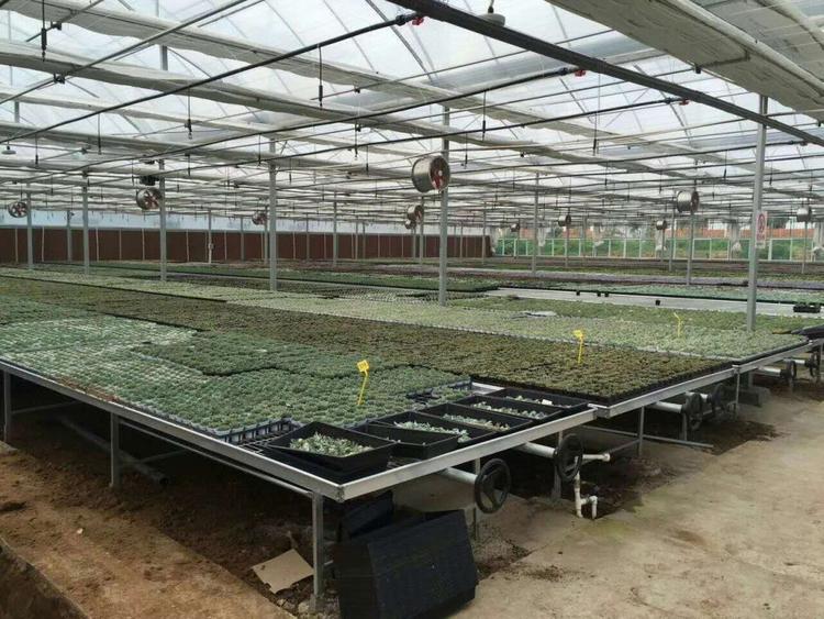 河南薄膜温室温室大棚建造