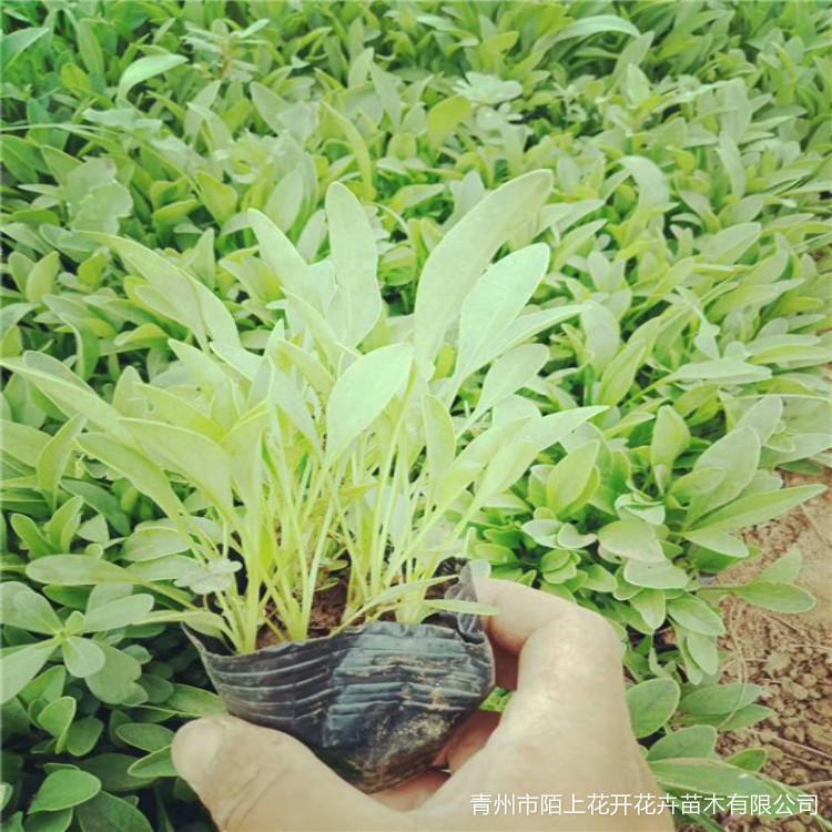 大花金鸡菊批发基地 大花金鸡菊小苗   青州金鸡菊价格