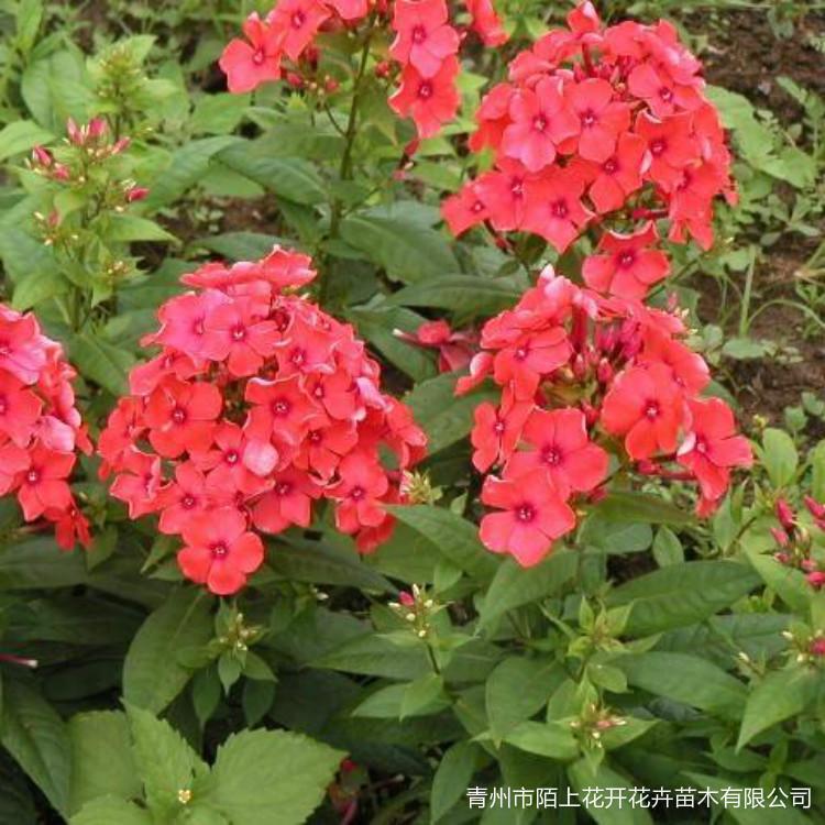 出售芝樱小苗  芝樱价格  花海专用芝樱苗 芝樱花海设计