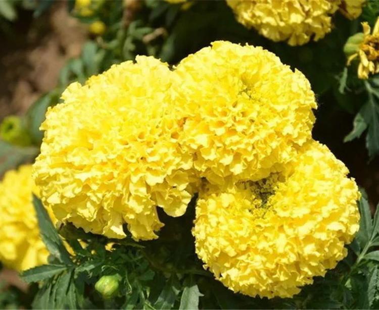青州孔雀草价格 我苗圃批发孔雀草小苗 孔雀草价格