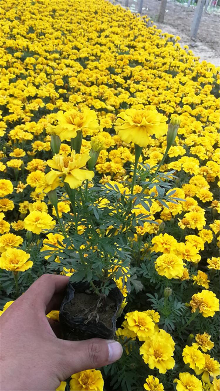 孔雀草苗 青州孔雀草基地批发 我苗圃批发孔雀草苗