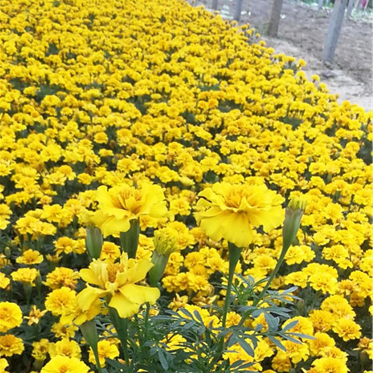 孔雀草 青州孔雀草基地批发 成活率高孔雀草