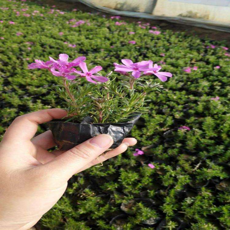 基地直销芝樱 芝樱批发价格