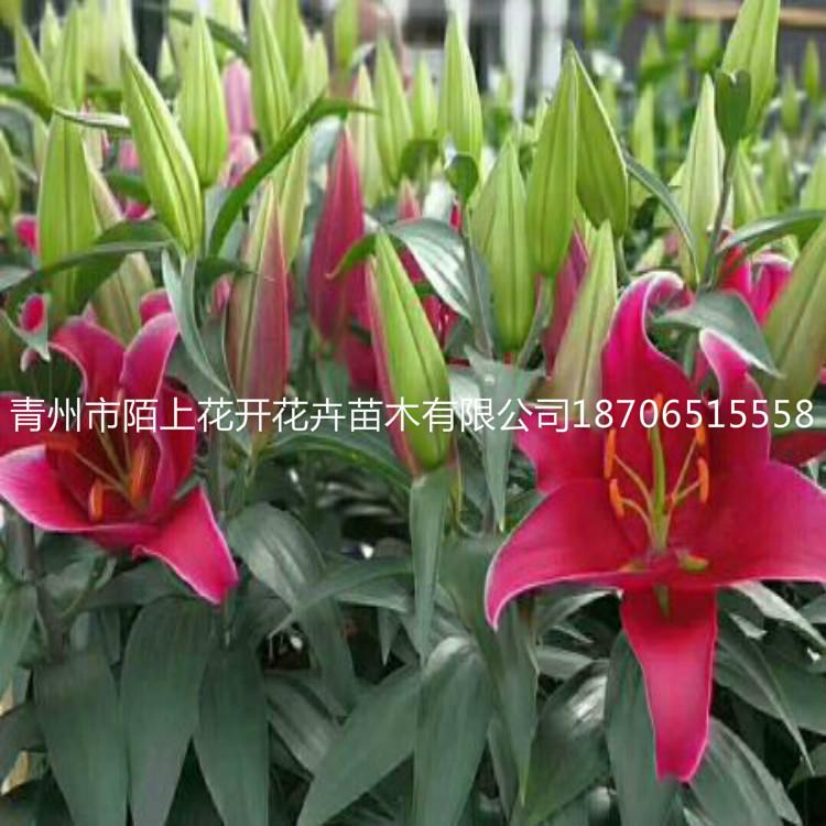 青州百合花   百合价格    百合花批发