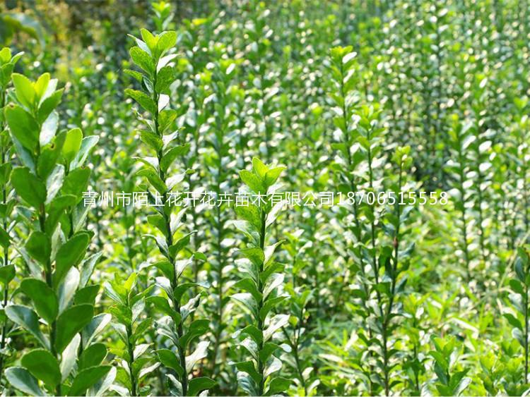 青州扶芳藤   扶芳藤价格  扶芳藤批发