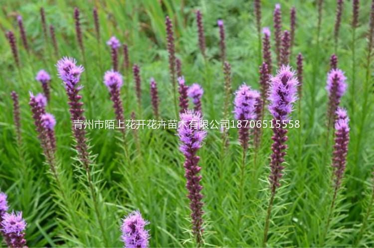 青州蛇鞭菊  蛇鞭菊小苗   蛇鞭菊价格  蛇鞭菊批发