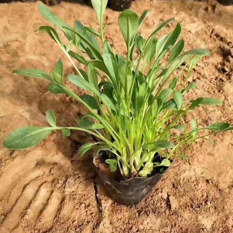 基地直销大花金鸡菊 金鸡菊批发商