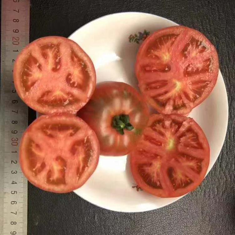 新品种西红柿  草莓柿子  西红柿种苗  草莓番茄苗