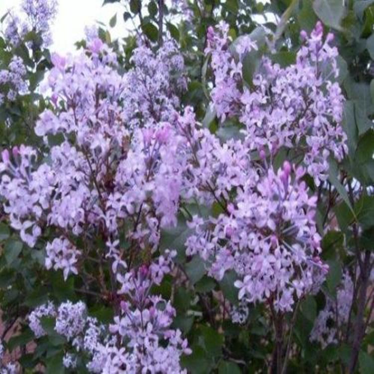 丁香花  丁香批发  丁香小苗  品种齐全