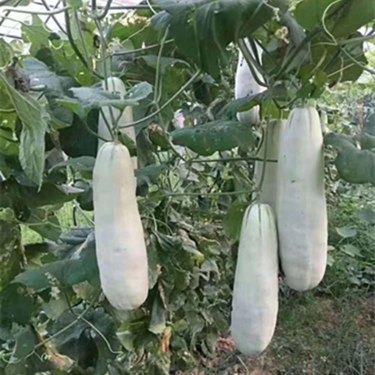 新鲜嫁接博洋羊角蜜种苗  颖霖  羊角蜜种苗厂家直销
