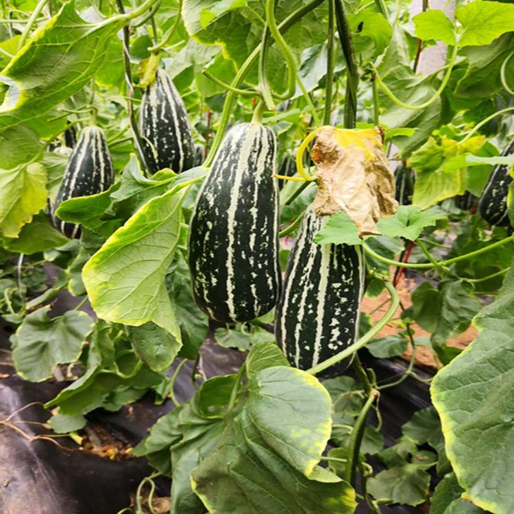 现摘羊角蜜甜瓜种苗大量销售  颖霖  口感羊角蜜种苗批发