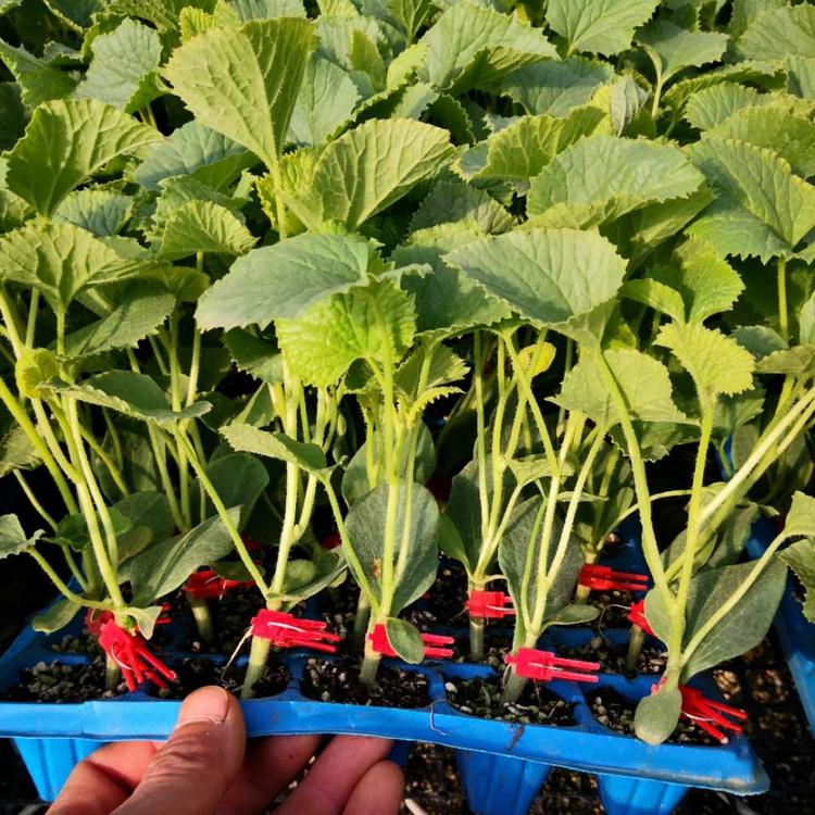 供应 嫁接博洋羊角蜜种苗  颖霖  羊角蜜种苗 基地发货
