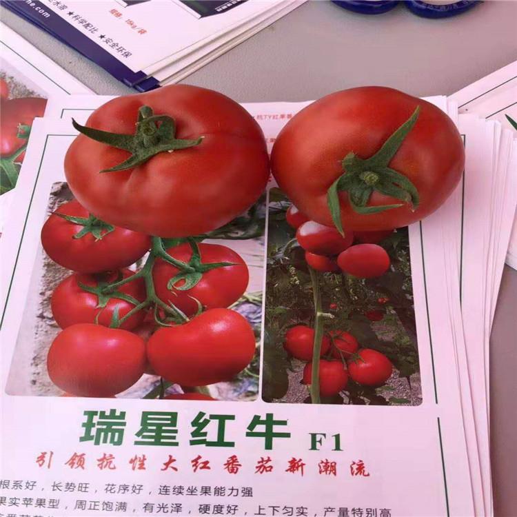 批发抗青枯西红柿种苗  果型大  寿光抗死棵西红柿种苗