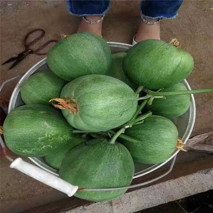 甜瓜种苗 长势好甜瓜苗 绿宝石甜瓜种苗   颖霖