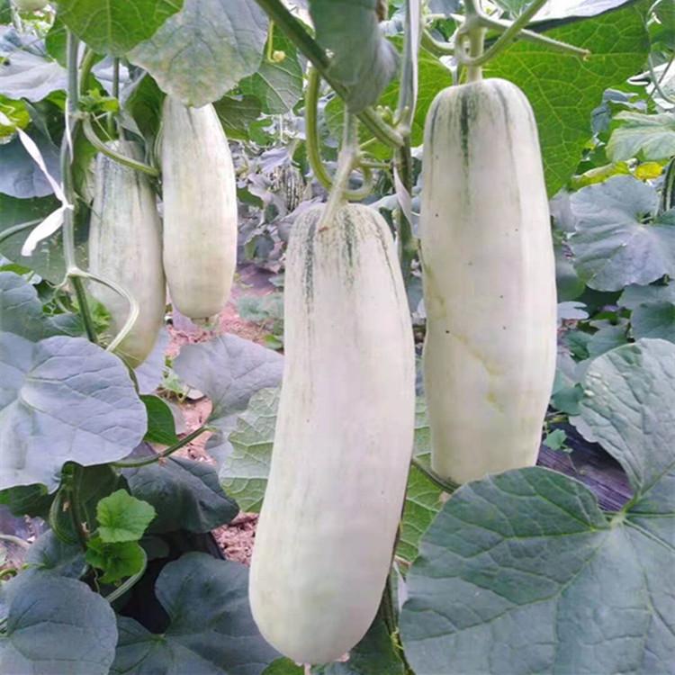供应嫁接博洋羊角蜜种苗  颖霖  羊角蜜种苗种苗基地发货