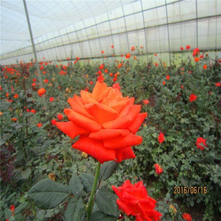 室内盆栽花卉  大花月季  月季批发