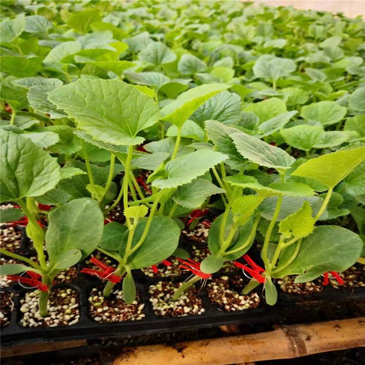 嫁接羊角蜜种苗 果型大  甜瓜种苗  低温抗寒