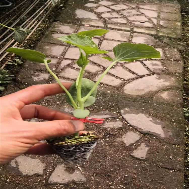 嫁接羊角蜜种苗 果型大  新品种羊角蜜苗  种苗基地