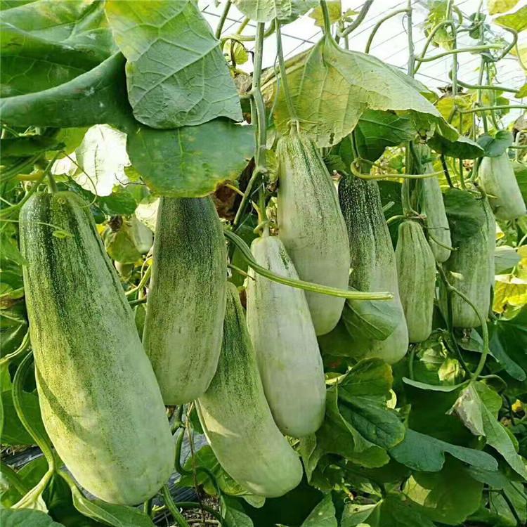 羊角蜜种苗 颖霖  甜瓜种苗  种苗基地