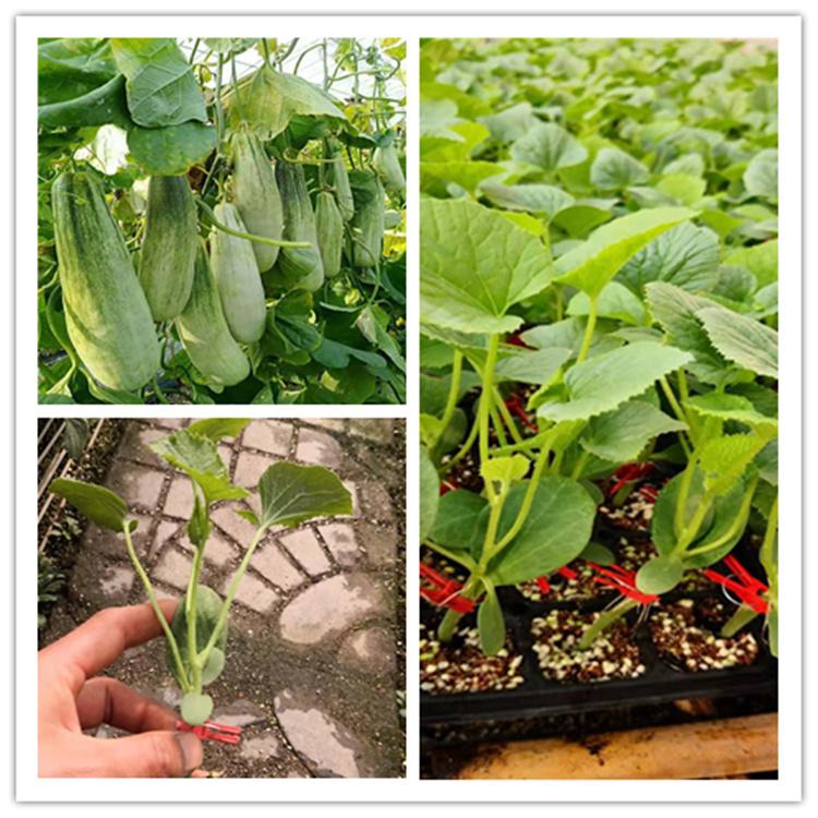 羊角蜜苗 品质好  新品种羊角蜜苗  低温抗寒