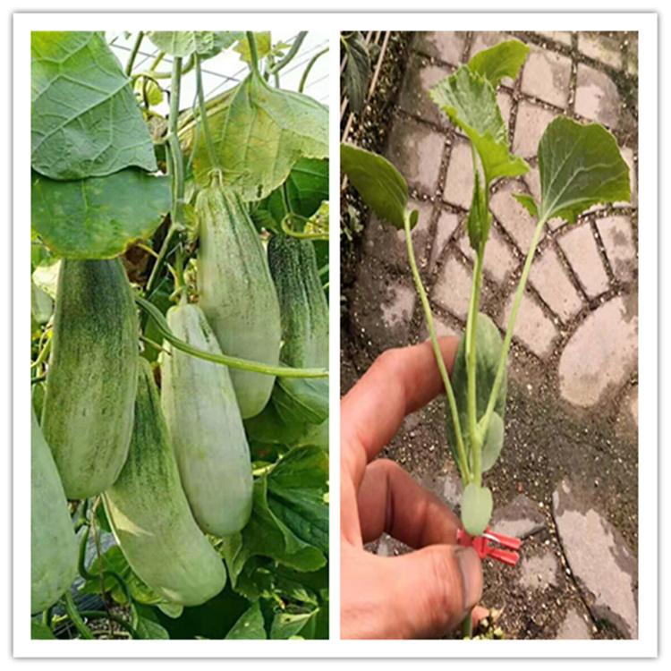 羊角蜜种苗 品质好  甜瓜苗  种苗基地