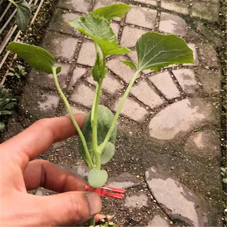 羊角蜜种苗 颖霖  新品种羊角蜜苗  低温抗寒